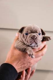 Bouledogue or bouledogue français) is a breed of domestic dog, bred to be companion dogs. Isabella Testable Chocolate Carrier French Bulldog Puppies French Bulldog French Bulldog Puppies Bulldog Puppies