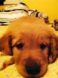 Recherche goldens is a dedicated english cream golden retriever breeder and trainer. Cute Golden Retriever Puppies For Sale For Sale In Nashville Tennessee Classified Americanlisted Com