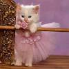 Mar 11, 2020 · a cat nursing on blankets, clothes or other fabrics is a demonstration of trust if your cat takes to sitting in your lap and nursing your clothes, she's showing you that she feels complete faith. 1