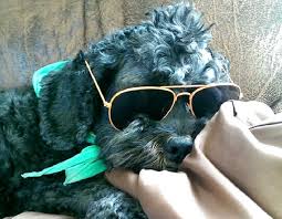 How to keep garage cool for dogs. Quow4injjvhzom