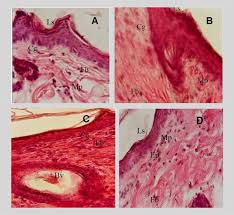 Image result for Alafia caudata