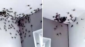 In australien hat die natur ihre giftküche konzentriert. Spinnen Invasion Hunderte Riesenkrabbenspinnen Krabbeln In Zimmer Von Teenager Stern De