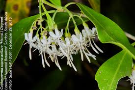 Image result for Coptosperma