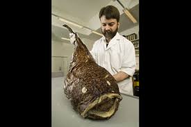 Image result for Sladeniaceae