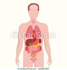 This item may already be in your cart. Human Male Body With Internal Organs Schema Flat Infographic Poster Vector Illustration Man Silhouette With Lungs Heart Canstock