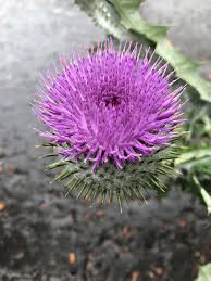 And you can rest assured their national song, the flower of scotland, will be belted out proudly before the game. Til The Thistle The National Flower Of Scotland Edinburgh
