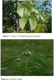 Image result for Acrotome inflata