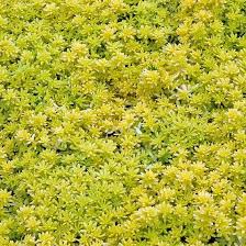 Succulent with tiny yellow flowers. Sedum Japonicum Tokyo Sun Sedum Ground Cover Succulents