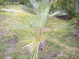 Image result for Latania loddigesii