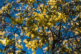 Australian jacaranda tree in full bloom full of purple flowers. Native Australian Wattle Tree In Bloom With The Typical Round Yellow Flowers The Plant Is Also Symbol Of The Country Stock Photo Picture And Royalty Free Image Image 130360150