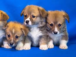 We from time to time have top quality corgi puppies for sale to loving families. Pembroke Welsh Corgi Puppies For Sale Best Prices Online