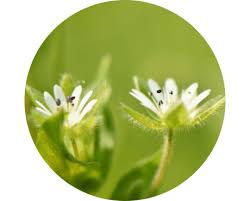 We did not find results for: Buy Dried Herbs And Tinctures Aromantic