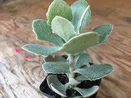 Image result for Senecio mariettae