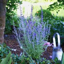 Image result for Perovskia atriplicifolia lacey blue photo