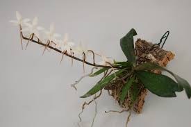 Image result for Aerangis ugandensis