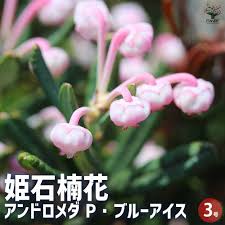 ヒメ シャクナゲ ブルー アイス