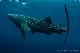 Ia mungkin kelihatan tak ubah seperti seketul batu, namun ia sebenarnya adalah tahi ikan paus yang sangat jarang ditemui. Kebisingan Laut Isu Krusial Yang Terabaikan Mongabay Co Id Mongabay Co Id