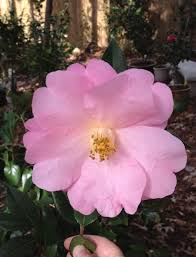 Camellia Hybrid Taylor S Perfection Flower Aesthetic Camellia Flowers