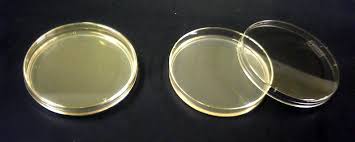 Agar agar dove si trova. Agar Agar Definition Und Synonyme Von Agar Agar Im Worterbuch Italienisch