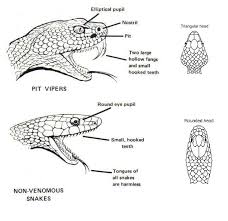 Although Most Snakes Have Teeth Four Rows On The Top And Two On The Bottom Not All Snakes Have Fangs Only The Poisonous O All About Snakes Snake Snake Facts