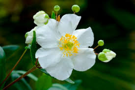 Image result for Cheilanthes perlanata