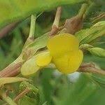 Image result for Aeschynomene sensitiva