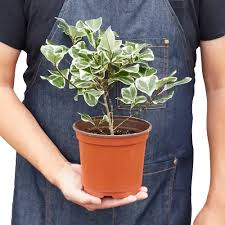 Image result for Ficus variifolia