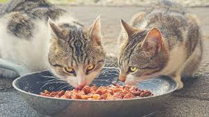 Are you searching for healthy cat food but even affordable in the price? What S The Best Cheap Cat Food In 2021 Catlycat
