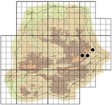 Image result for Pleurostylia capensis