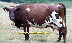 Ayrshire Cattle Ayrshire Sigir Irki Www Veteriner Cc With Images Cattle Breeds Dairy Cows