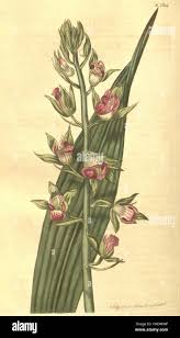 Image result for Eulophia horsfallii