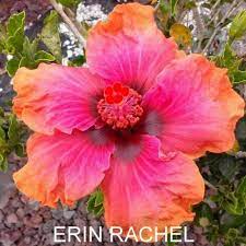 Erin Rachel Hibiscus Plant Hibiscus Flowers