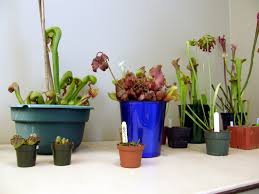 A look at some carnivorous plants i grow on a south facing window. Carnivorous Plants In Texas Herself S Plants