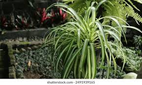 Image result for Chlorophytum perfoliatum