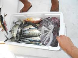 Smaller Species Of Fish Picture Of Puerto Vallarta Fishing