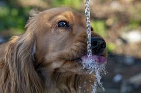 Generally, a pup should consume somewhere between 60 to 90 milliliters per kilogram per day. 4 851 Dog Drinking Water Stock Photos And Images 123rf