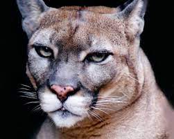 Dolphin, state saltwater mammal;1 florida panther, state animal;2 and manatee, state marine mammal1. Florida Panther Facts Florida Panther Photos Florida Panther Videos And Florida Panther News