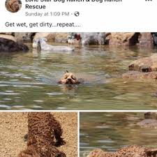 Click here to view french bulldogs in maryland for adoption. Lone Star Dog Ranch 14 Reviews Pet Sitting 10030 County Rd 288 Anna Tx Phone Number Yelp
