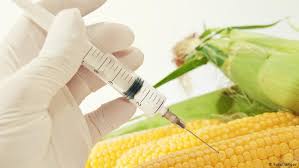 Image result for images GMO Food