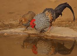 Check spelling or type a new query. Ayam Hutan Jenis Ciri Habitat Dan Harganya