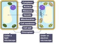 Check spelling or type a new query. Plant Cell Diagram Bitesize Structure Cell Diagram