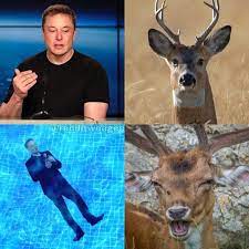 Pin On Elon Musk Memes