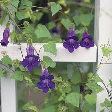 Image result for Asarina