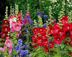 Diy Salad Casserole Valentines Design Fanfiction Fitness Party Naturalhair Xmas Emb Hollyhocks Flowers Flower Garden Beautiful Flowers