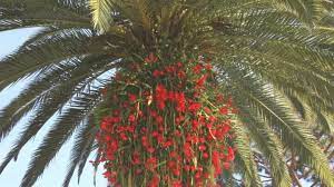 They can be used this way when planted in the ground or. Which Plants Go Well With Palm Trees