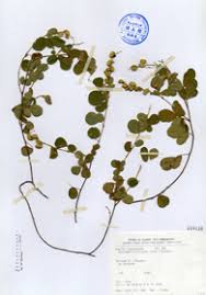 Image result for Pycnospora