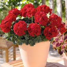 Image result for Pelargonium