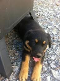To survive your puppy's first nights with your sanity intact, there are two things you must understand My First Rottweiler Pup She Cries A Lot At Night A Love Of Rottweilers