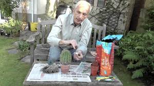 Bob says he is having great results planting straight sections if you cut a tip off and root it, then want to grow buds from the columnar section left ! Amateur Gardening How To Take Cactus Cuttings Youtube