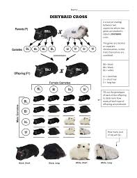 This worksheet will take about 20 minutes for most students, i usually give it to them after a short lecture on solving genetics problems. Practice Dihybrids Guinea Pigs